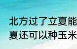 北方过了立夏能种玉米吗 北方过了立夏还可以种玉米吗