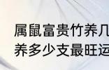 属鼠富贵竹养几支最旺运 属鼠富贵竹养多少支最旺运