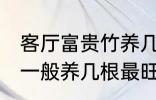 客厅富贵竹养几支最旺运 水养富贵竹一般养几根最旺财