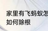 家里有飞蚂蚁怎么除根 家里有飞蚂蚁如何除根