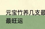 元宝竹养几支最旺运 元宝竹养多少支最旺运