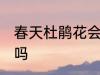 春天杜鹃花会怎么样 春天杜鹃花开花吗