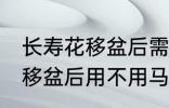 长寿花移盆后需要立刻浇水吗 长寿花移盆后用不用马上浇水