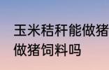 玉米秸秆能做猪饲料吗 玉米秸秆可以做猪饲料吗