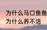 为什么马口鱼鱼缸养不活 马口鱼鱼缸为什么养不活