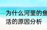 为什么河里的鱼养不活 河里的鱼养不活的原因分析