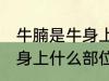 牛腩是牛身上哪个部位的肉 牛腩是牛身上什么部位