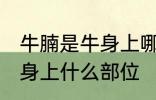 牛腩是牛身上哪个部位的肉 牛腩是牛身上什么部位