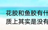 花胶和鱼胶有什么区别 鱼胶和花胶本质上其实是没有区别的对吗