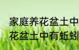 家庭养花盆土中有蚯蚓怎么办 家庭养花盆土中有蚯蚓的解决方法