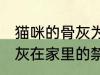 猫咪的骨灰为什么不能放家里 宠物骨灰在家里的禁忌