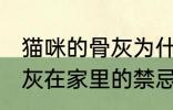 猫咪的骨灰为什么不能放家里 宠物骨灰在家里的禁忌